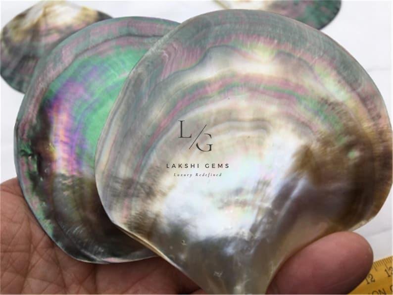Mother of Pearl Sea Shell - Image 4