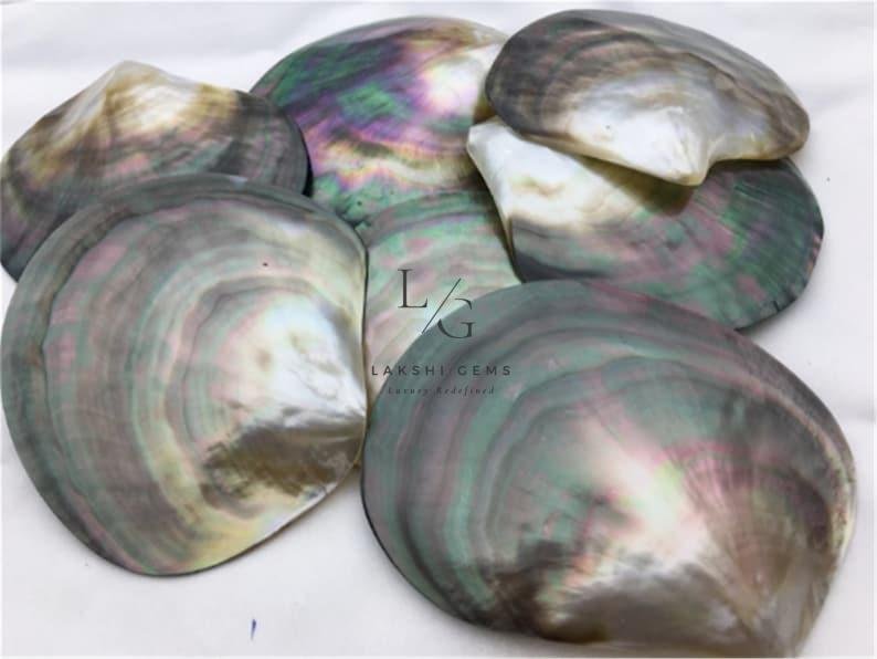 Mother of Pearl Sea Shell - Image 3