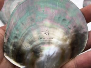 Mother of Pearl Sea Shell