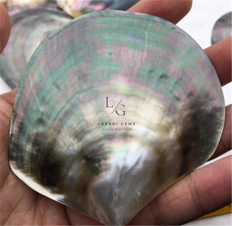Mother of Pearl Sea Shell