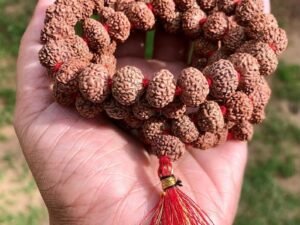 Chikna Rudraksha Mala