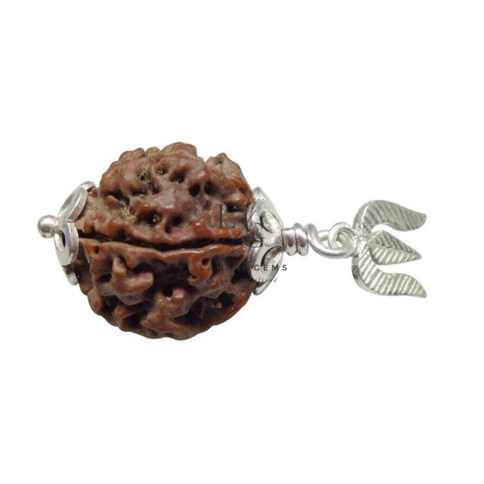 5 Mukhi Rudraksha - Indonesia - Image 4