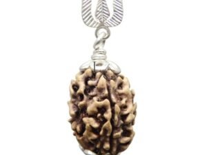 3 Mukhi Rudraksha - Indonesia