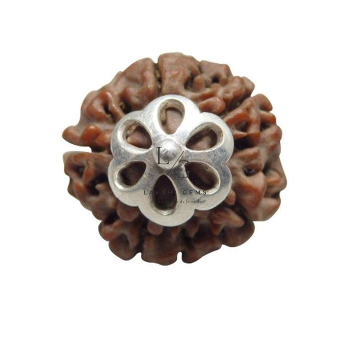 5 Mukhi Rudraksha - Indonesia - Image 2