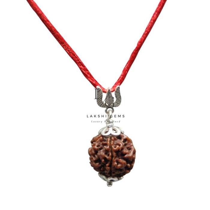 5 Mukhi Rudraksha - Indonesia - Image 3