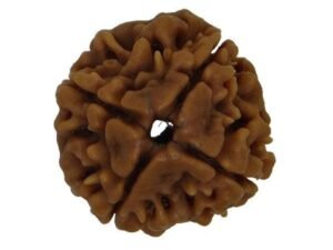 Four Mukhi Premium Rare Rudraksha
