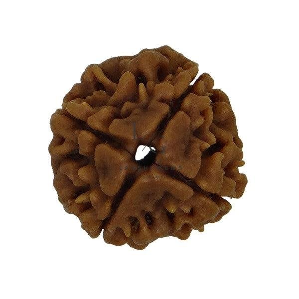 Four Mukhi Premium Rare Rudraksha