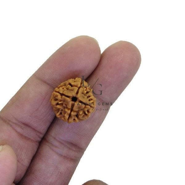 Four Mukhi Premium Rare Rudraksha - Image 2