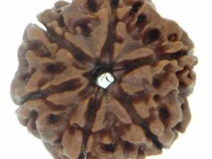 Six Mukhi Premium Rare Rudraksha
