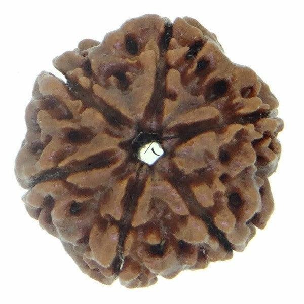 Six Mukhi Premium Rare Rudraksha