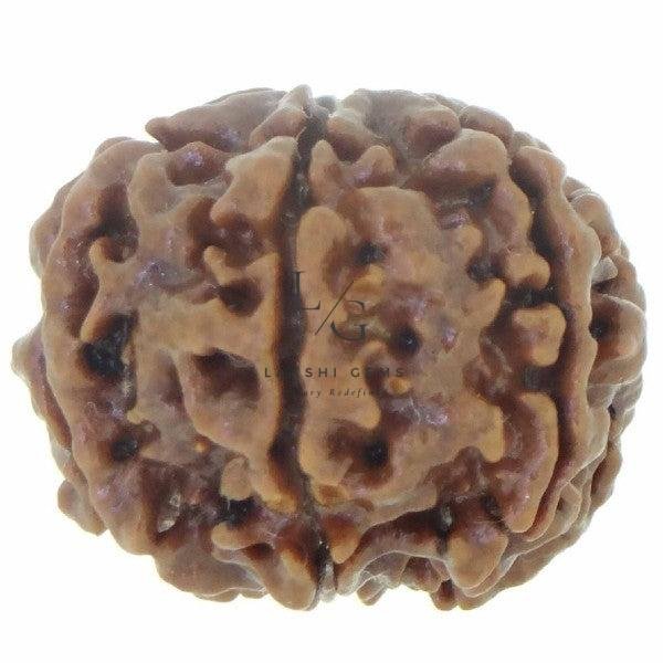 Six Mukhi Premium Rare Rudraksha - Image 4