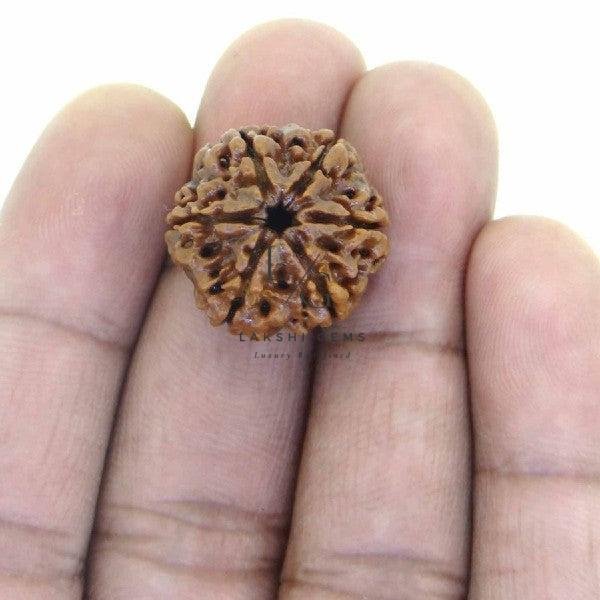 Six Mukhi Premium Rare Rudraksha - Image 3