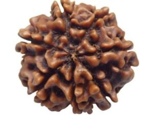 Seven Mukhi Premium Rare Rudraksha