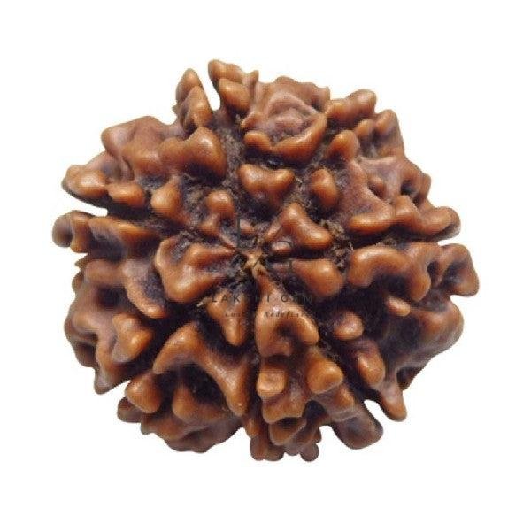 Seven Mukhi Premium Rare Rudraksha