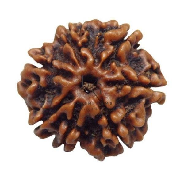 Seven Mukhi Premium Rare Rudraksha - Image 2