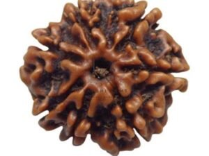 7 Mukhi Rudraksha - Indonesia