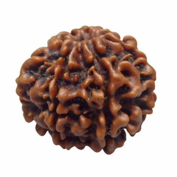 Seven Mukhi Premium Rare Rudraksha - Image 3