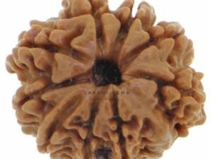 9 Mukhi Rudraksha - Indonesia