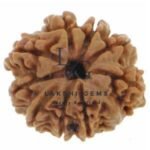 Nine Mukhi Premium Rare
