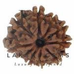 10 Faced Rudraksha Premium Rare