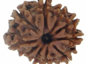 10 Mukhi Rudraksha - Indonesia