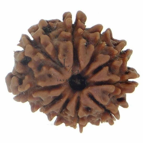 10 Mukhi Rudraksha - Indonesia