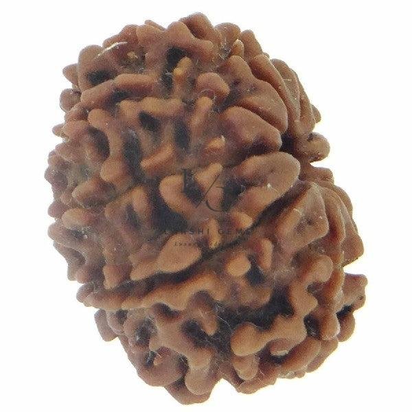 10 Mukhi Rudraksha - Indonesia - Image 2