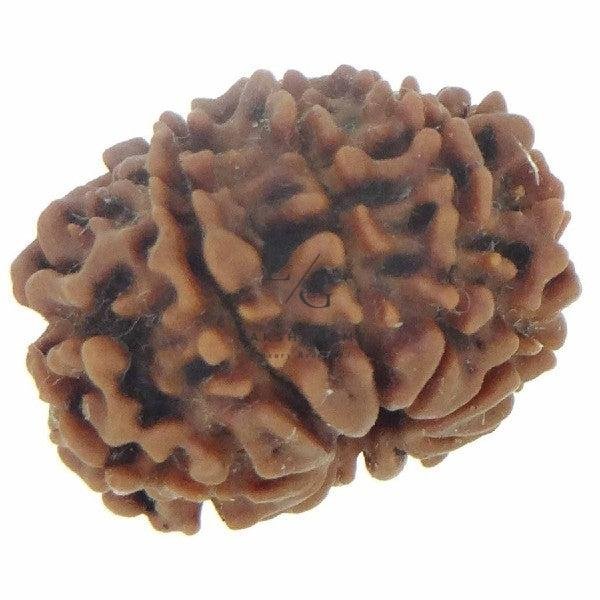 10 Mukhi Rudraksha - Indonesia - Image 3