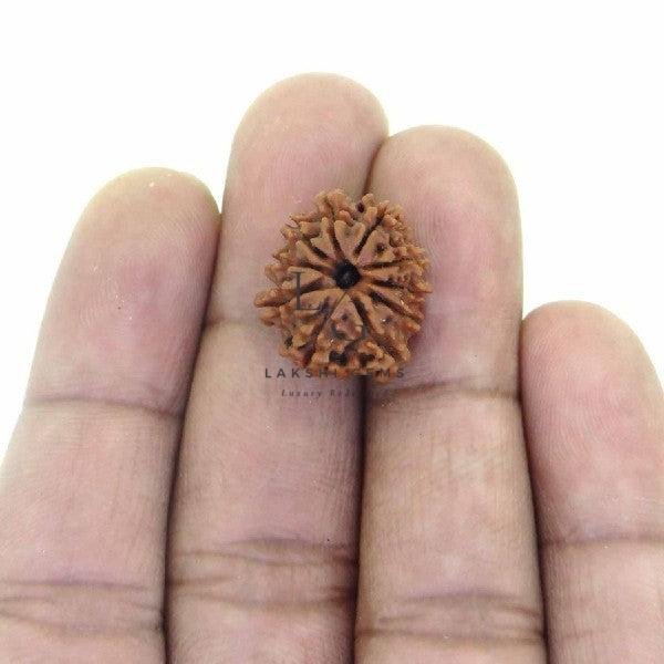 Seven Mukhi Premium Rare Rudraksha - Image 4