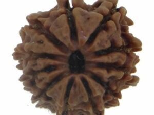 11 Faced Rudraksha - Nepal