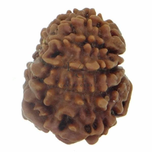 11 Faced Rudraksha - Nepal - Image 2