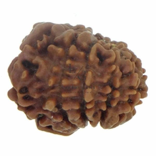 11 Faced Rudraksha - Nepal - Image 3