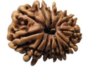 12 Mukhi Rudraksha - Indonesia