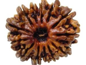 13 Mukhi Rudraksha - Indonesia