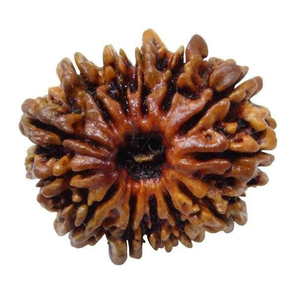 13 Mukhi Rudraksha - Indonesia