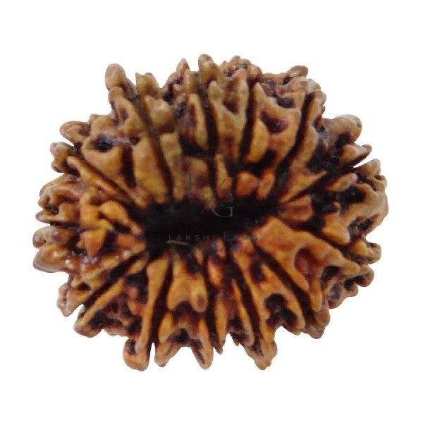 13 Mukhi Rudraksha - Indonesia - Image 2