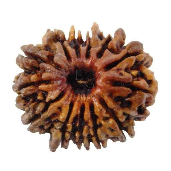 13 Mukhi Rudraksha - Indonesia - Image 4