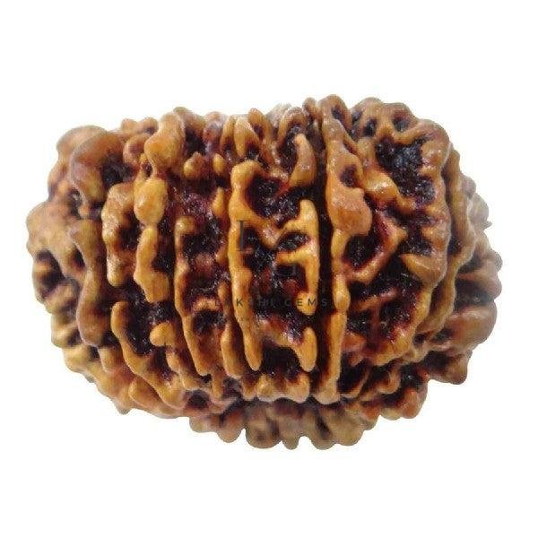 13 Mukhi Rudraksha - Indonesia - Image 3