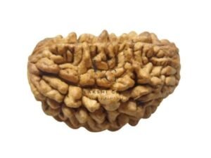 1 Faced Rudraksha – India