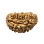 1 Mukhi Premium Rare
