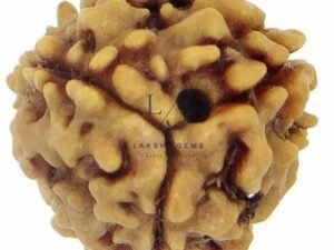Three Mukhi Premium Rare Rudraksha