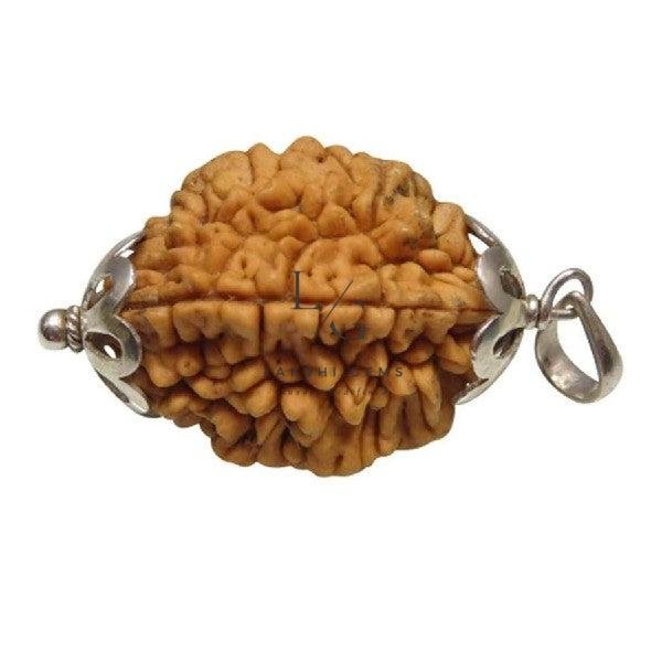 2 Mukhi Rudraksha - Image 2