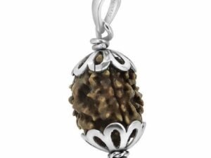 3 Faced Rudraksha - Nepal