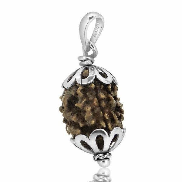 3 Faced Rudraksha - Nepal