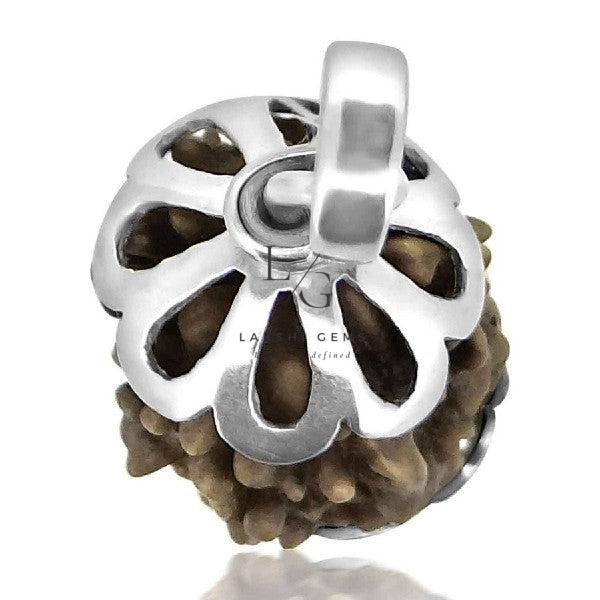 3 Faced Rudraksha - Nepal - Image 3