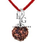 Five Mukhi Premium Rare