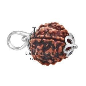 Five Mukhi Premium Rare - Image 4