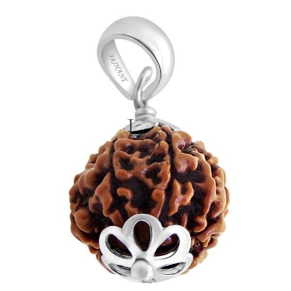 6 Mukhi Rudraksha - Indonesia - Image 4