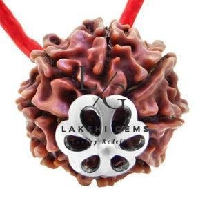 Eight Mukhi Premium Rare - Image 3