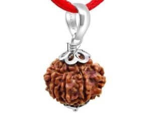 8 Faced Rudraksha - Nepal